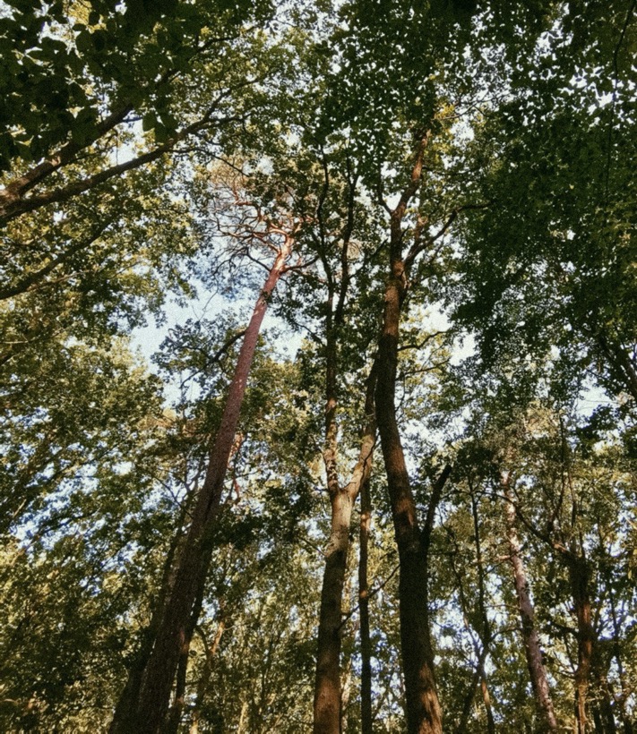 Field Recording – Berlin