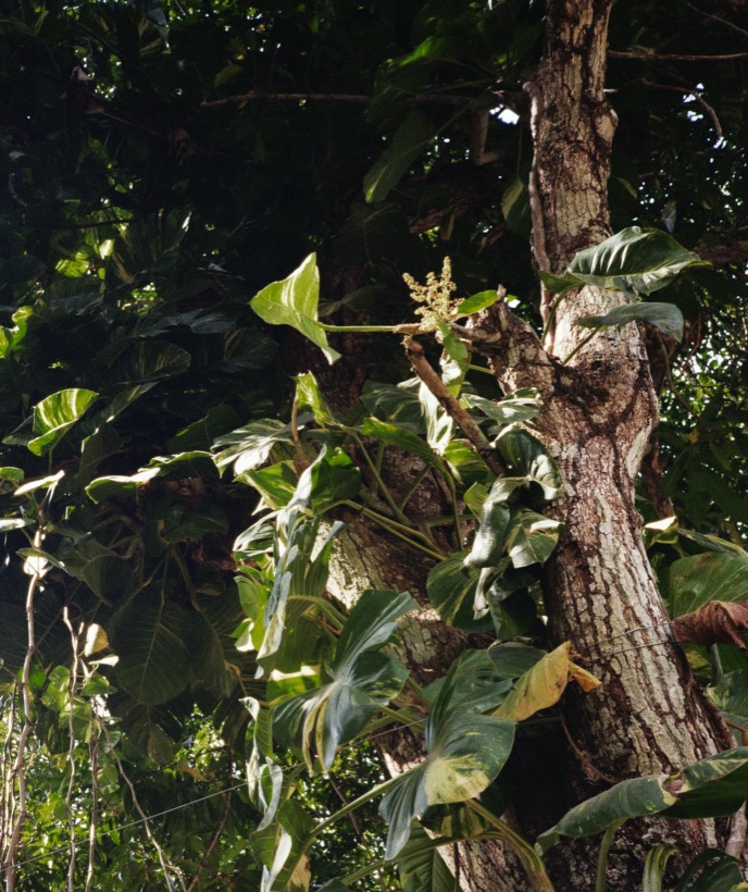 Field Recording – Bolivien