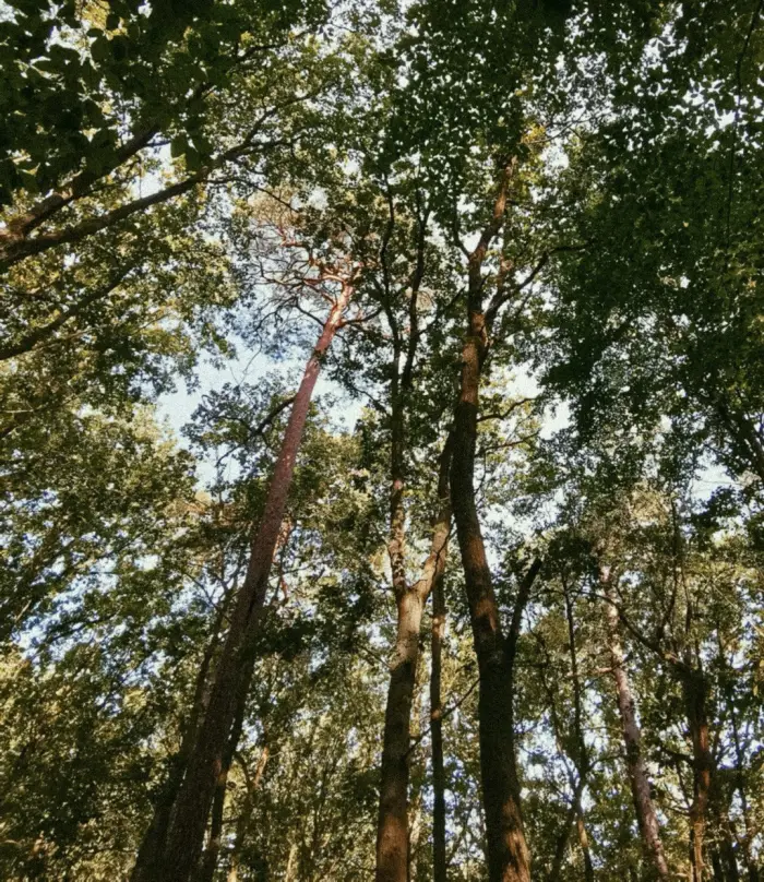 Tall pine trunks in the Grunewald, looking up into the canopy.