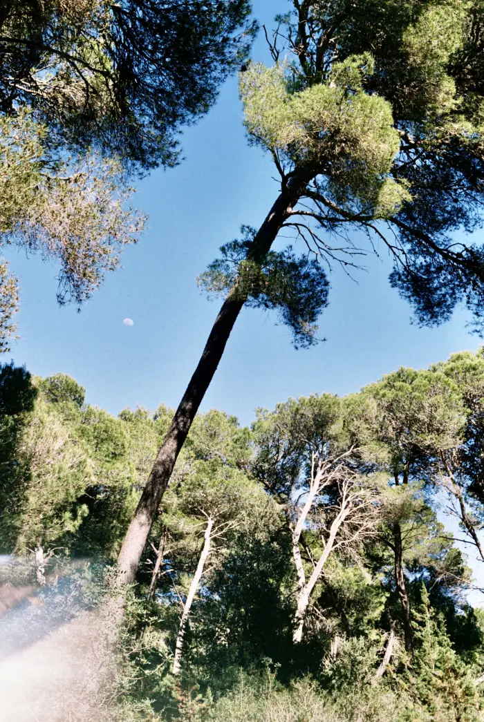 Pine crowns against a blue sky in Betlem on Mallorca.